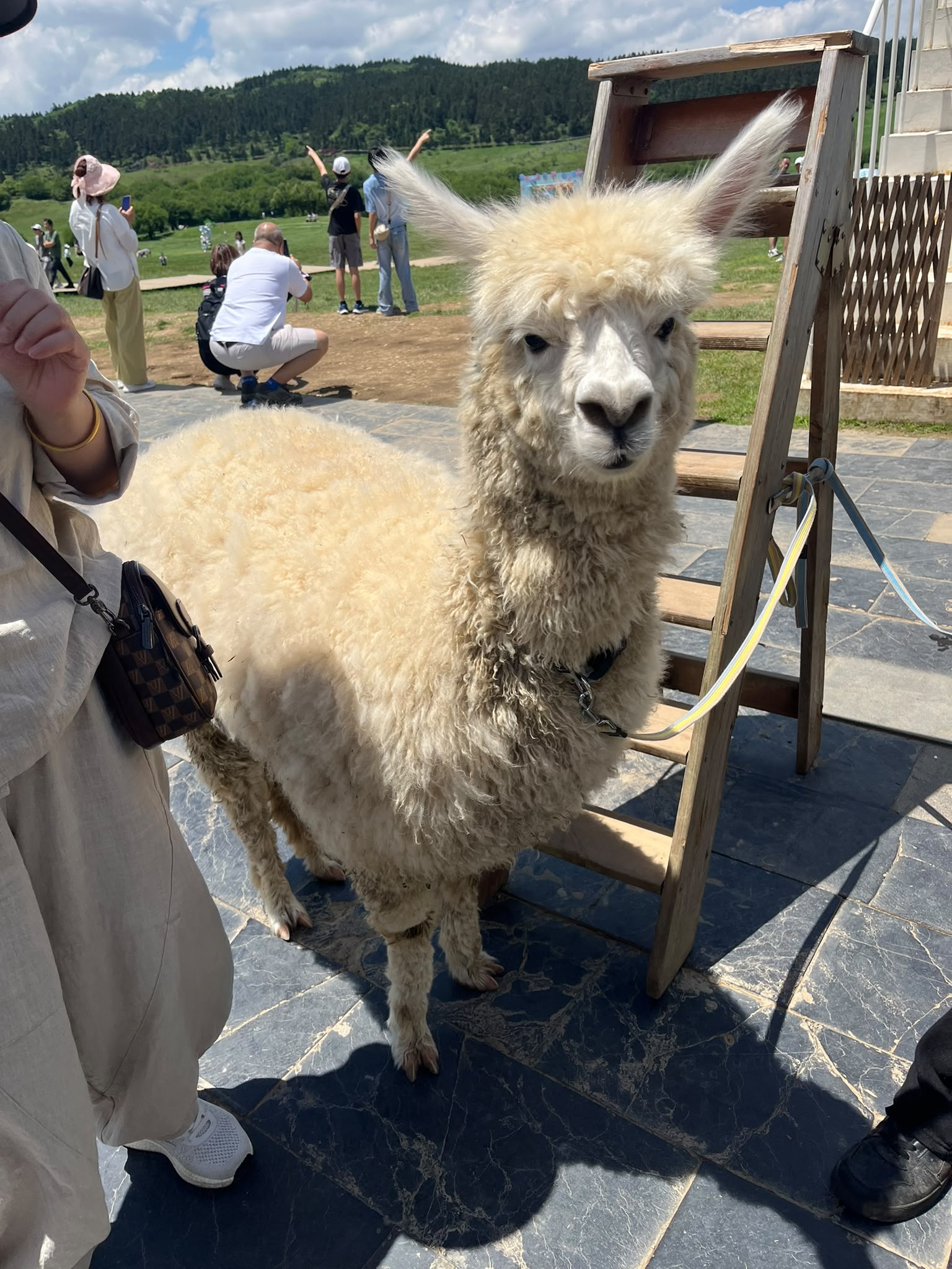 Lama at Fairy Mountain
