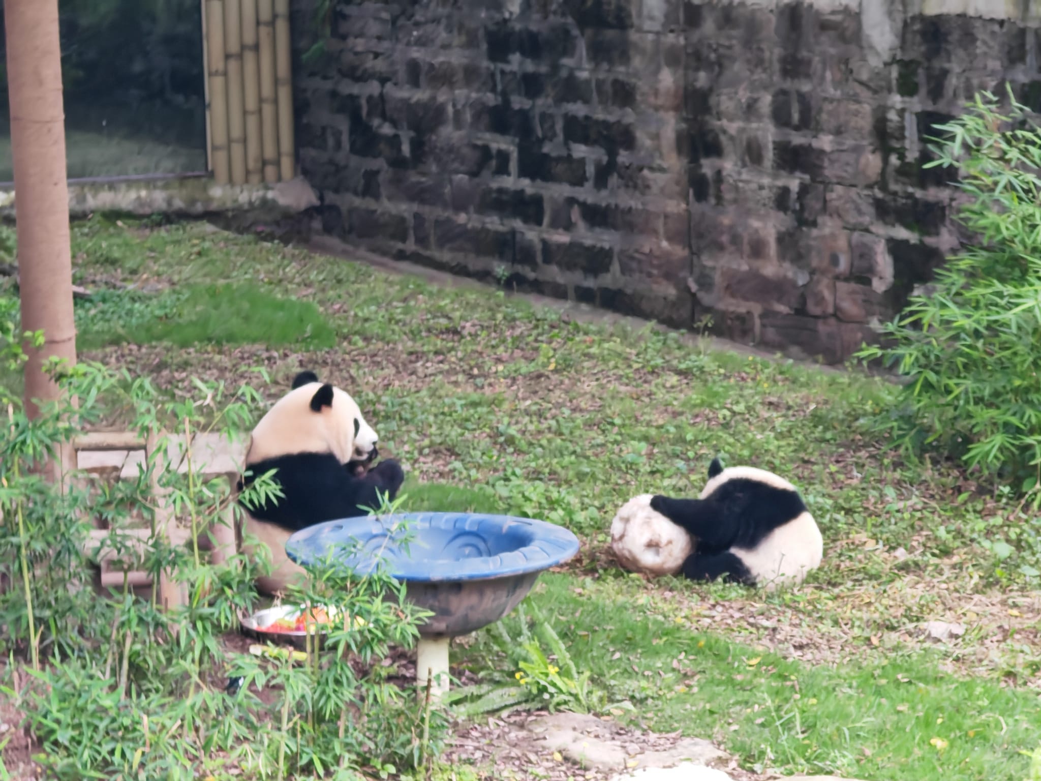 Pandas in Chongqing Zoo